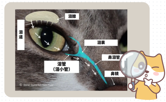 猫咪流眼泪有褐色分泌物怎么回事