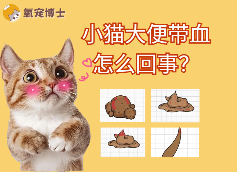 小猫大便带血别慌，带你一步步排查病因和处理
