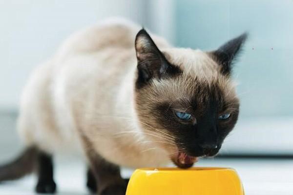猫咪呕吐拼命喝水