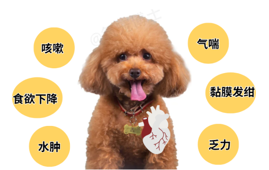 狗狗心脏肥大的症状