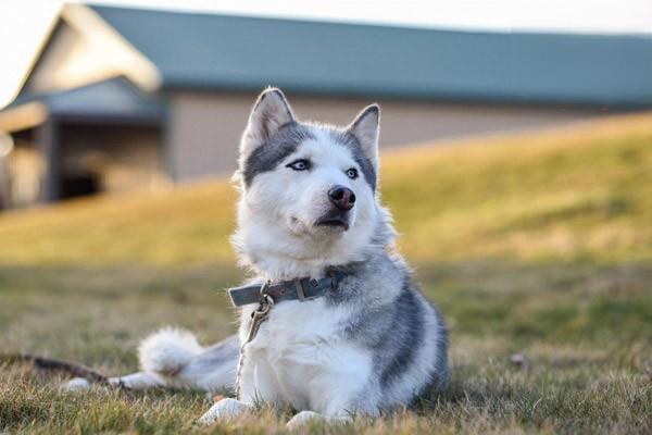 狗狗流膿鼻涕是犬瘟嗎