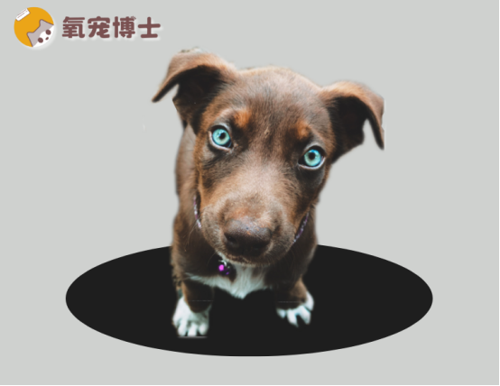 小狗脚趾发炎红肿化脓怎么办？速看正确处理方法