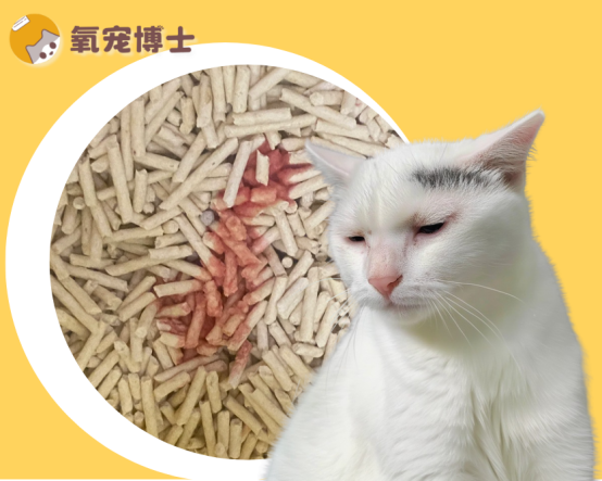 猫咪尿血尿频