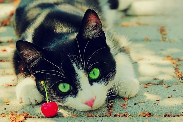 猫咪频繁的叫唤是为什么