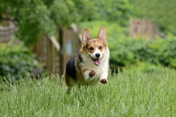 犬鳞状细胞癌