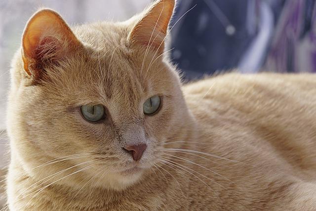 猫咪子宫蓄脓有什么症状？分清开放型和闭合型，3分钟自查早发现