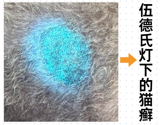 猫癣诊断方法