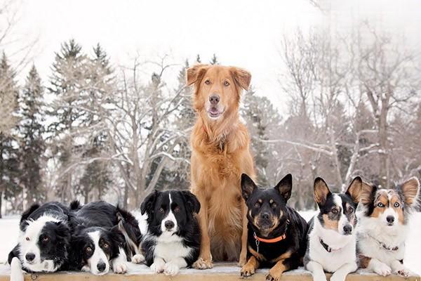 犬細小治療的注意事項