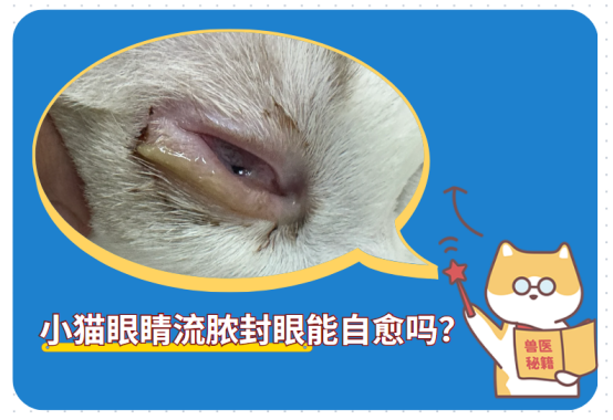 小猫眼睛流脓封眼能自愈吗？