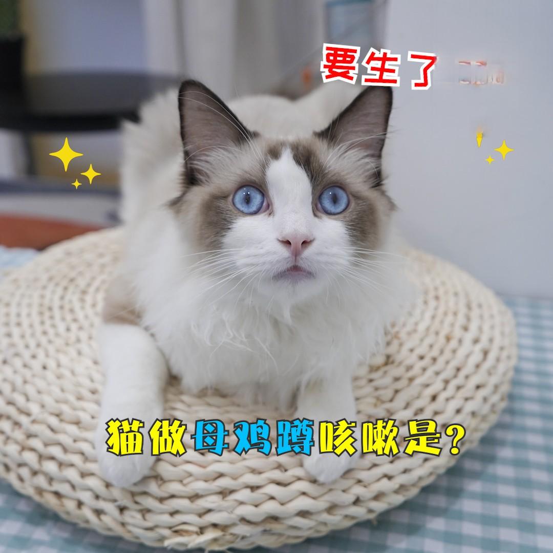 猫做母鸡蹲咳嗽是什么原因