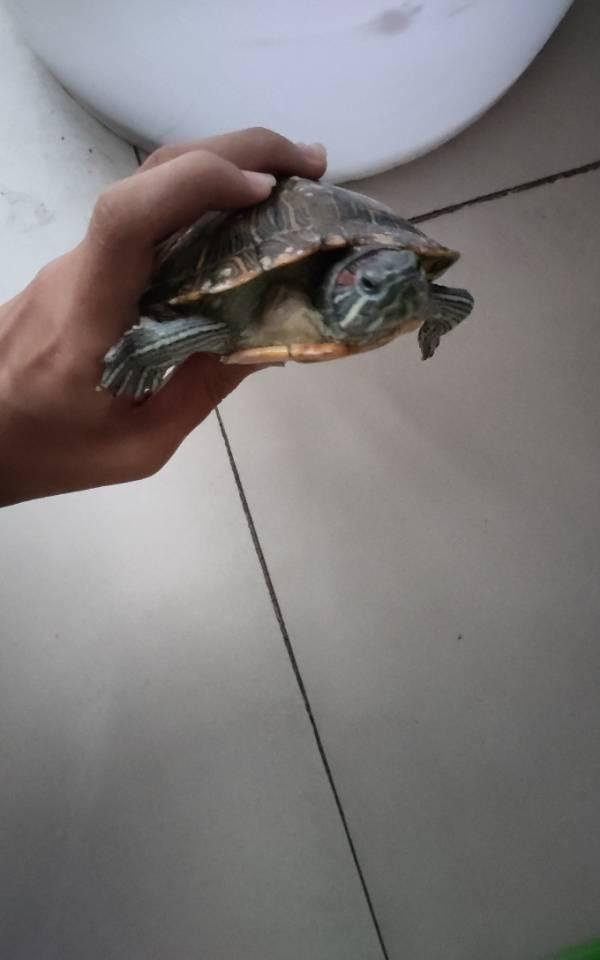 https://s.isdpp.com/images/DlKFVBhWu55unWU0