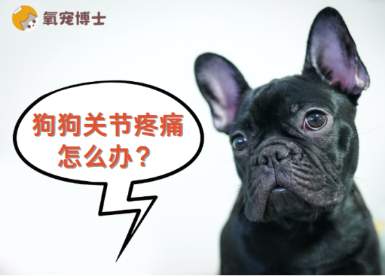 狗狗关节疼痛怎么办？