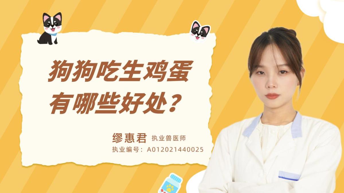 狗狗吃生鸡蛋有哪些好处？