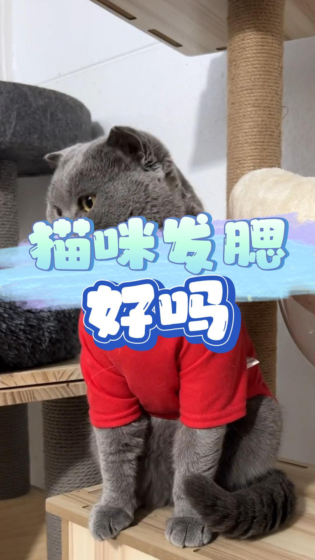 猫咪发腮好吗？