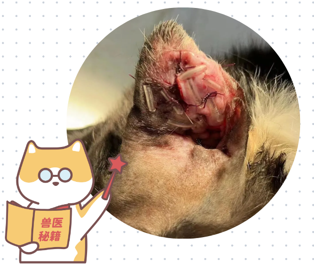 貓咪耳血腫怎麼治？