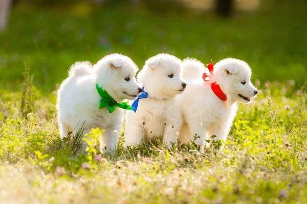 法老王獵犬飼養方法