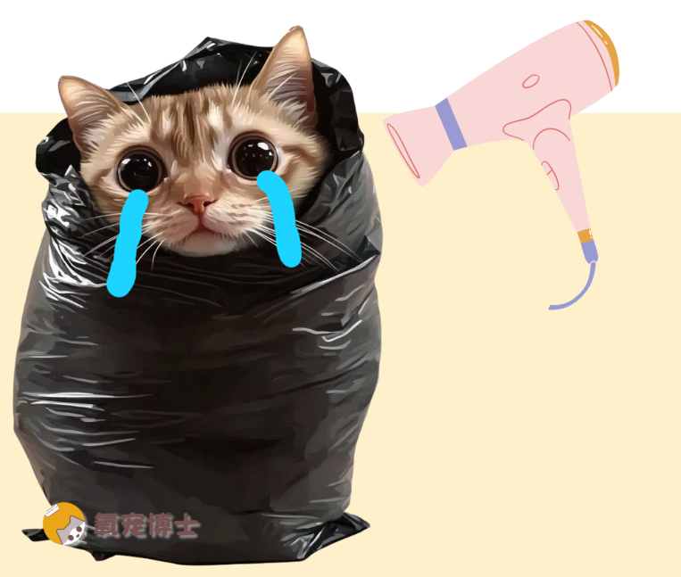 猫咪怕吹风机？教你3步脱敏训练（还有后手！）