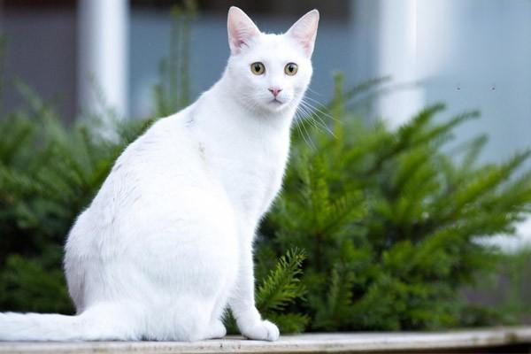 猫淋雨感冒了怎么办