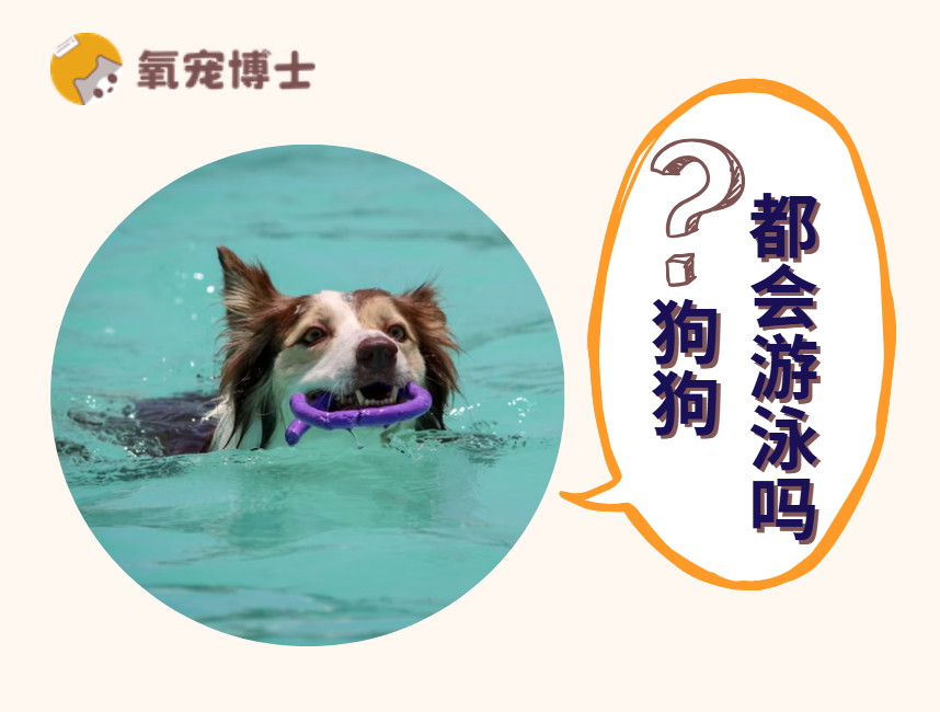 狗狗都会游泳吗？哪些狗狗不适合游泳？