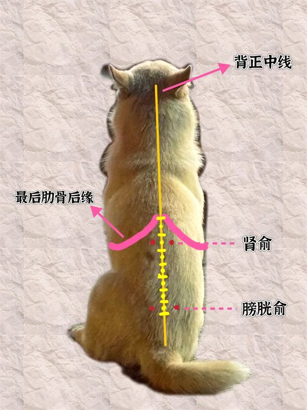 貓咪尿閉怎麼辦？