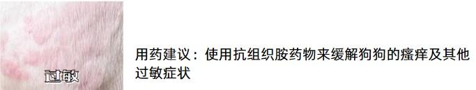 狗狗皮肤瘙痒不用慌，精准用药是关键