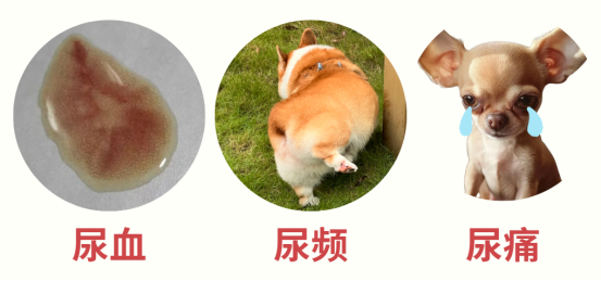 狗狗尿血是怎么回事？