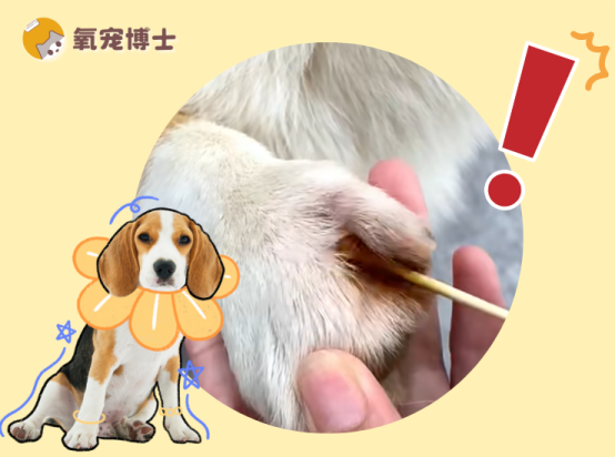 狗狗的爪子缝隙红肿是怎么回事？