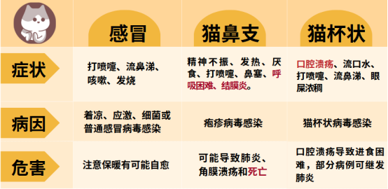 猫感冒与猫鼻支的区别