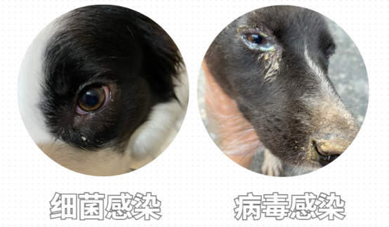 狗狗眼屎多用什么药效果好？