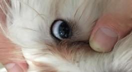 猫眼睛有白膜遮住眼球