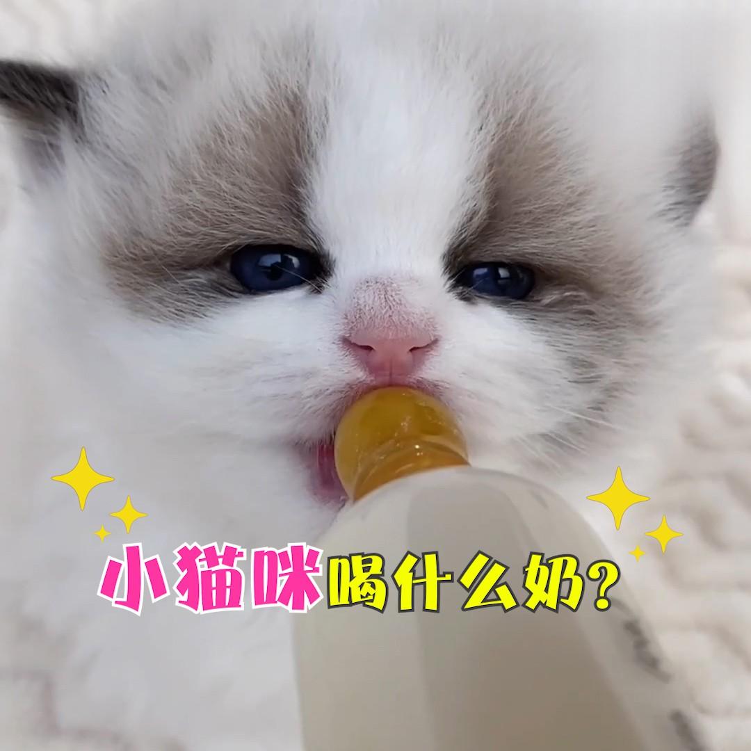 没有母乳喂养的小奶猫可以喝什么奶