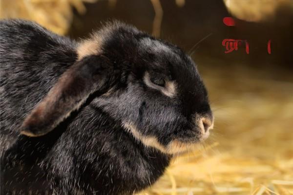 哪些兔子品种是黑色的？