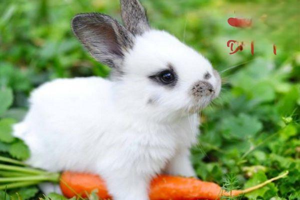 如何飼養幼年期的獺兔