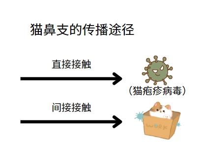 判斷貓鼻支，這些癥狀要知道！