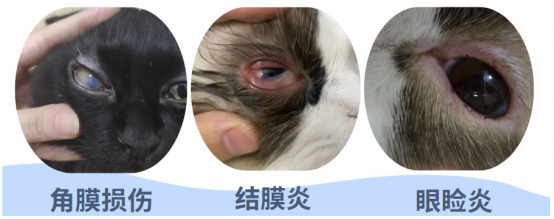 猫眼睛发炎了咋办