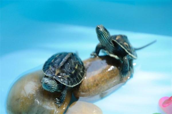 水龟和陆龟有哪些区别？