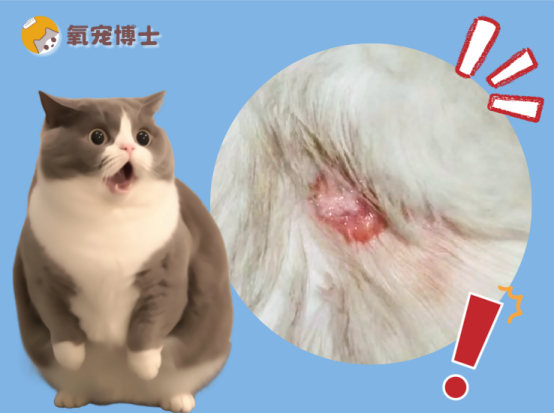 猫咪伤口发炎流脓？别慌，教你正确处理和用药