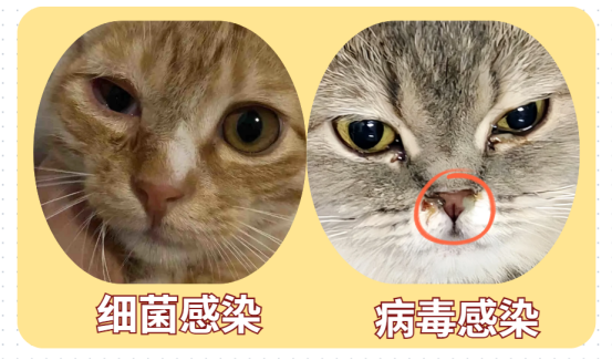 猫咪突然单只眼睛红肿用什么药？