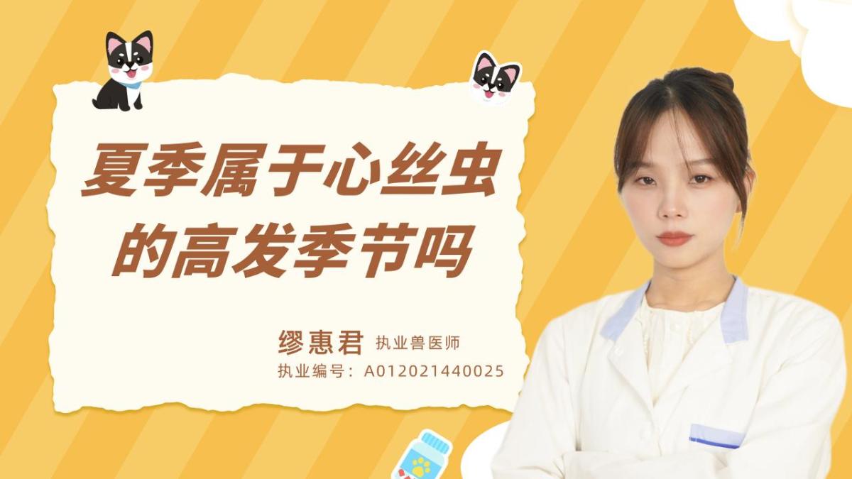 夏季属于心丝虫的高发季节吗？
