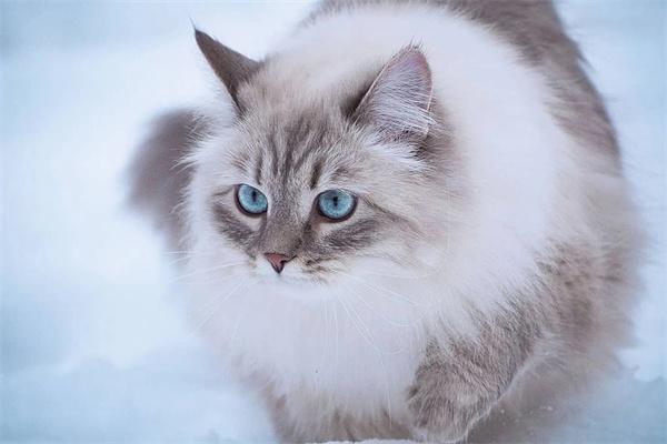 蓝色眼睛的猫咪品种有哪些？