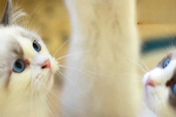 猫肠胃炎的症状 猫得了肠胃炎怎么办