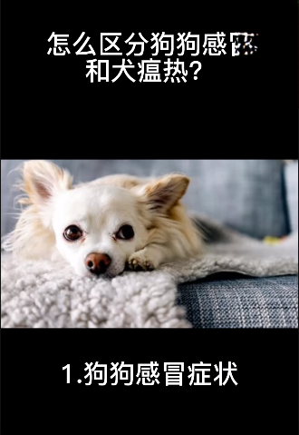 怎么区分狗狗感冒和犬瘟热