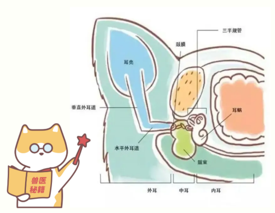 狗狗耳道结构