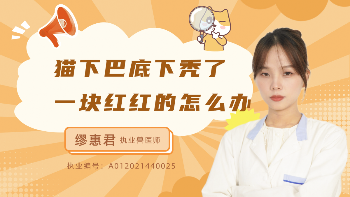 猫咪下巴底下秃了一块红红的怎么办？