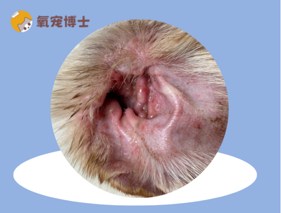 狗狗中耳炎用什么药