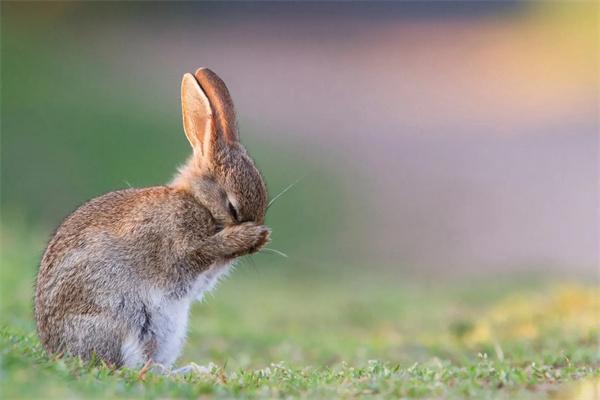 成年兔为什么会攻击小兔子？