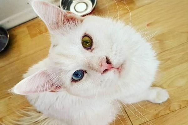 猫咪的胡子被剪掉一半还能长出来吗？