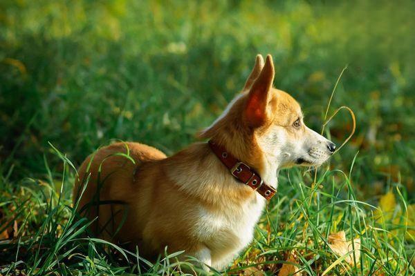 老年犬常见的8种健康问题