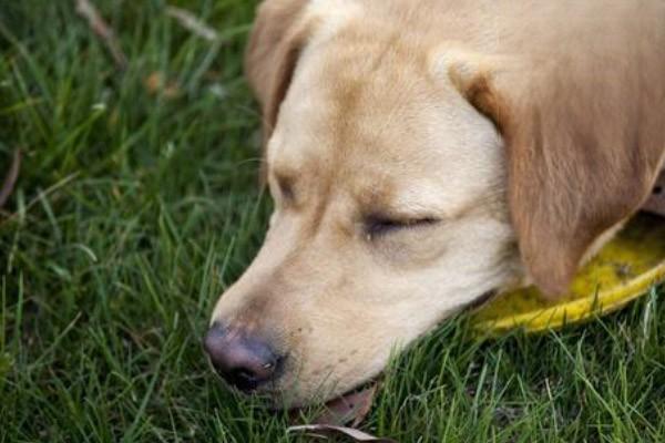 犬瘟的症状有哪些