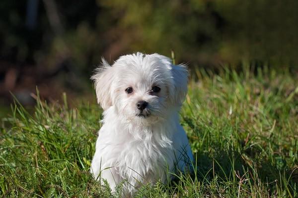 犬細小病毒的症狀與治療方法